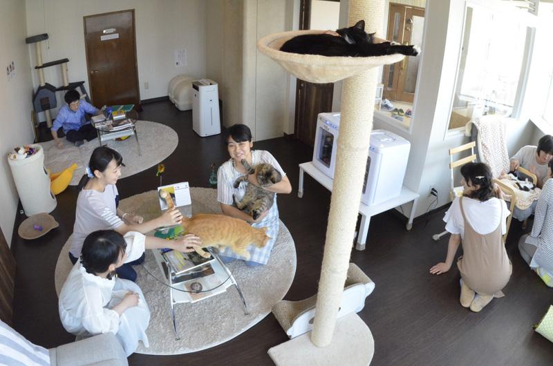 助けて わんにゃん 高知の動物愛護を追う 62 法改正 新たな動き おわり 高知新聞