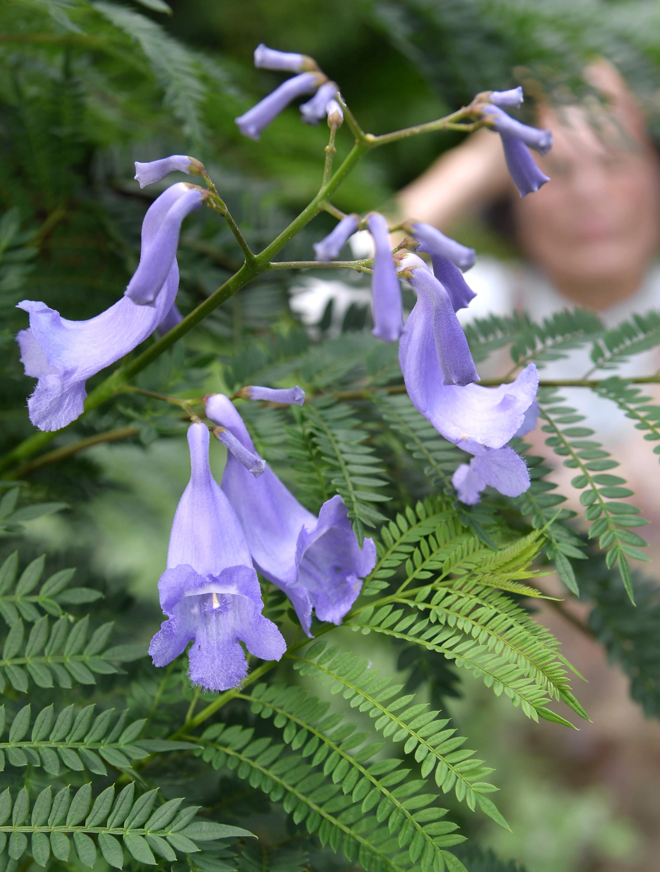 淡い紫の花 ジャカランダ 涼やか 高知市 高知新聞