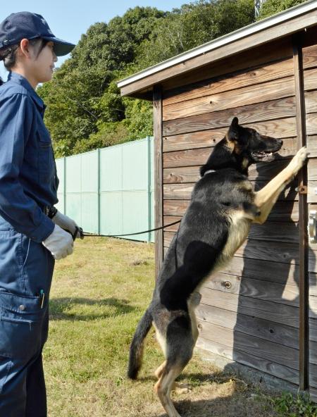 警察犬 コウ と フィン 県民を救うため今日もじっくり訓練 高知新聞