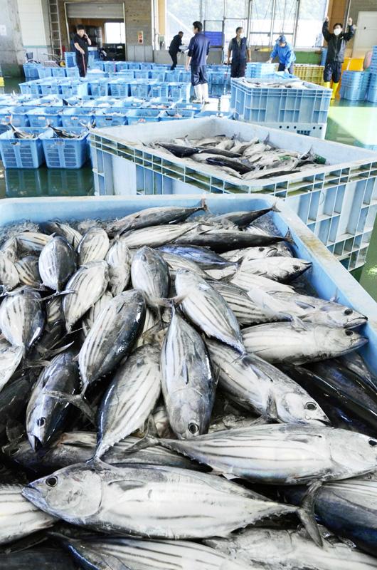 一本釣りカツオ９ ５トン 高知県の中土佐町久礼で今季最多 高知新聞