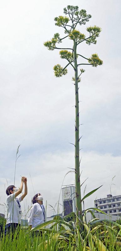 リュウゼツラン開花 一生に１度だけ 南国市 高知大医学部 高知新聞