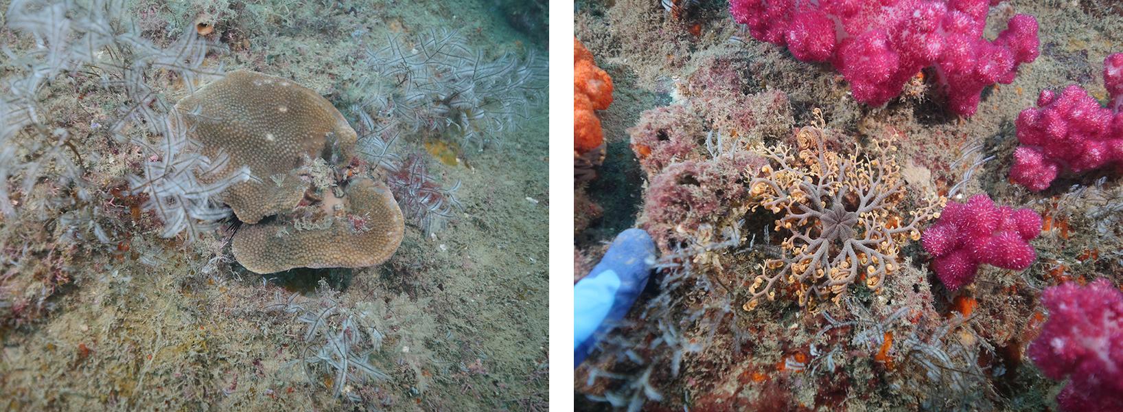 動画 想像以上 桂浜の海で初の生息調査 サンゴ１８種確認 高知新聞