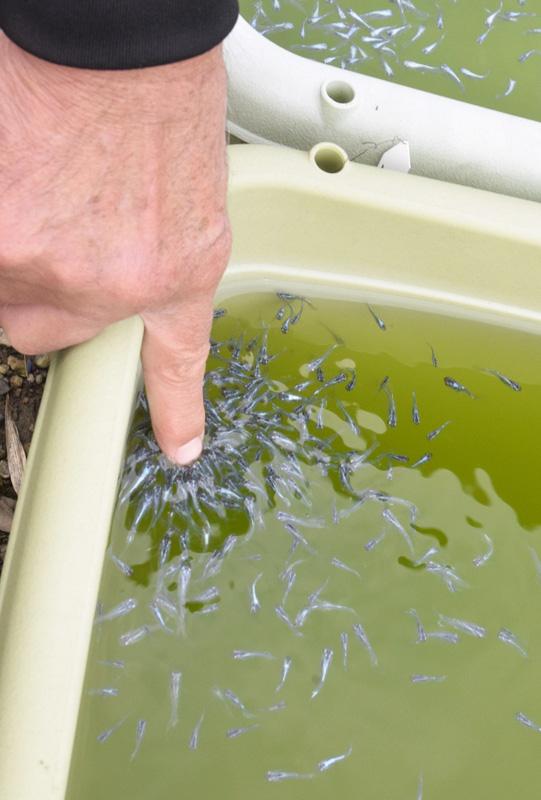 フォっトけないす 何匹いるかも分からない メダカだらけの庭 四万十町 高知新聞