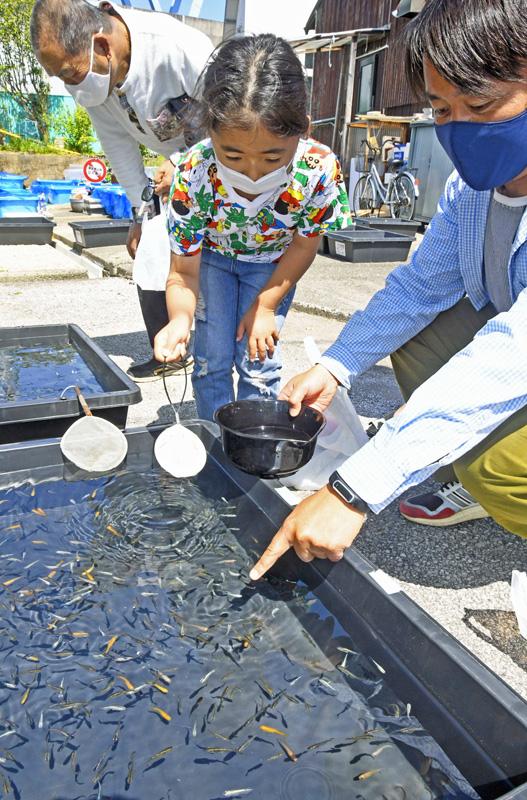 ちいきのおと 23 夜須町千切 香南市 知る人ぞ知る メダカの聖地 高知新聞