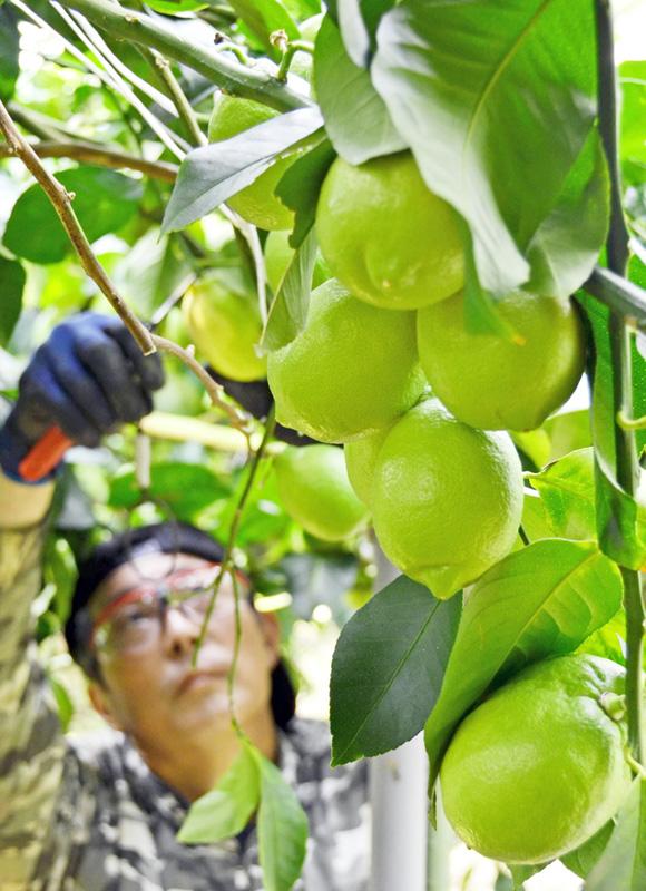 グリーンレモン収穫始まる 高知 黒潮町のハウスで鈴なり 高知新聞